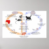 Schema van de levenscyclus van Toxoplasma Gondii Poster (Voorkant)