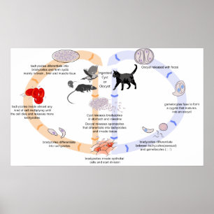 Schema van de levenscyclus van Toxoplasma Gondii Poster