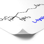 Schema van de Lysine-biosynthese Poster (Hoek)
