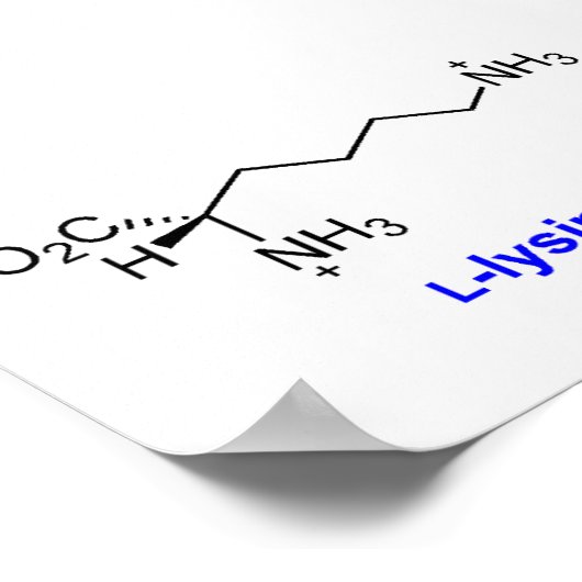 Schema van de Lysine-biosynthese Poster (Hoek)