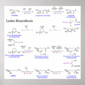 Schema van de Lysine-biosynthese Poster (Voorkant)
