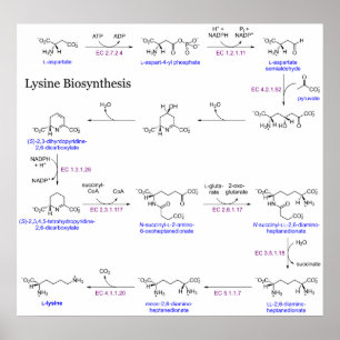 Schema van de Lysine-biosynthese Poster
