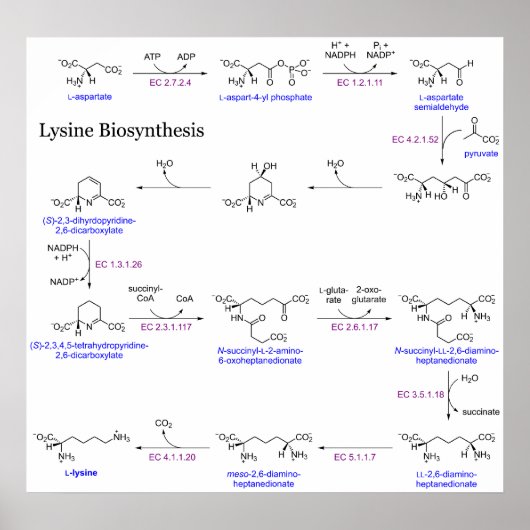 Schema van de Lysine-biosynthese Poster (Voorkant)