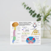 Schema van de menselijke wervelkolom briefkaart (Staand voorkant)