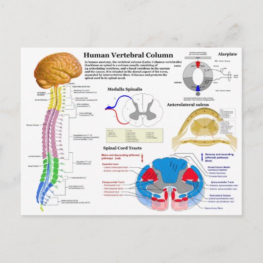 Schema van de menselijke wervelkolom briefkaart (Voorkant)