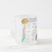 Schema van de menselijke wervelkolom matglas koffiemok (Voorkant links)