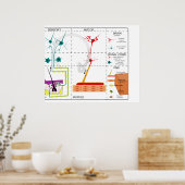 Schema van de organisatie van het zenuwstelsel poster (Keuken)