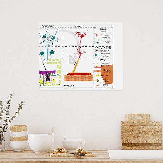 Schema van de organisatie van het zenuwstelsel poster (Keuken)