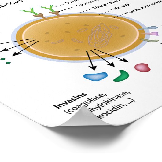 Schema van de Staphylococcus aureus bacterium met  Poster (Hoek)