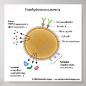 Schema van de Staphylococcus aureus bacterium met  Poster (Voorkant)