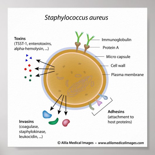 Schema van de Staphylococcus aureus bacterium met Poster (Voorkant)