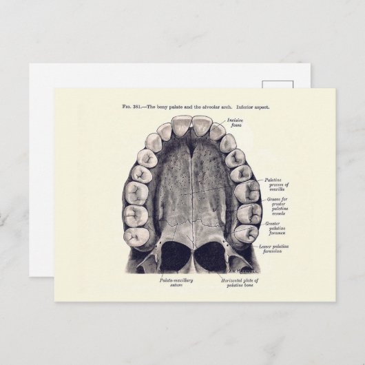 Schema van de Tanden en de Palate Briefkaart (Voorkant / Achterkant)