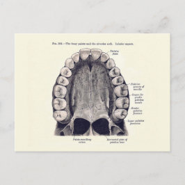  Schema van de Tanden en de Palate Briefkaart