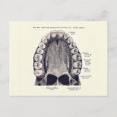 Schema van de Tanden en de Palate Briefkaart (Voorkant)