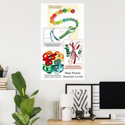 Schema van de voornaamste eiwitstructuurniveaus poster (Thuiskantoor)