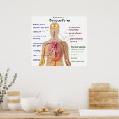 Schema van de voornaamste symptomen van koorts bij poster (Keuken)