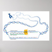 Schema van DNA-transcriptie Creëer een RNA-kopie Poster (Voorkant)