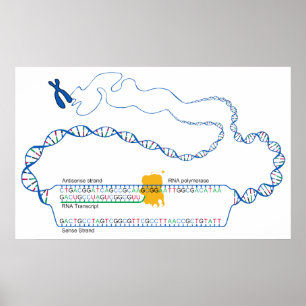 Schema van DNA-transcriptie Creëer een RNA-kopie Poster