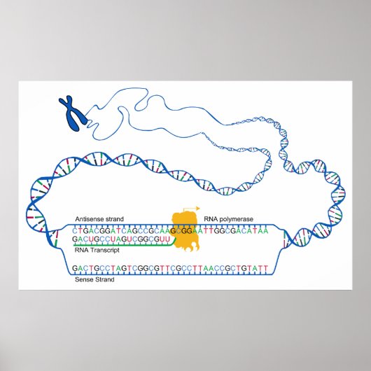Schema van DNA-transcriptie Creëer een RNA-kopie Poster (Voorkant)
