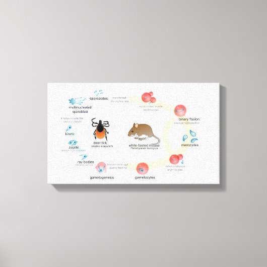 Schema van doek Babesia microti levenscyclus Canvas Afdruk (Voorkant)