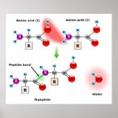 Schema van een Aminozuur Peptide Bond Formatie Poster (Voorkant)