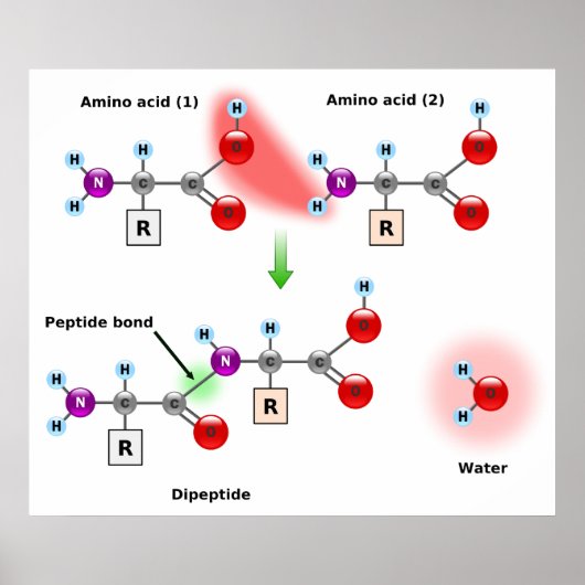 Schema van een Aminozuur Peptide Bond Formatie Poster (Voorkant)
