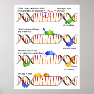 Schema van een eenvoudige DNA-basis-Excisiereparat Poster