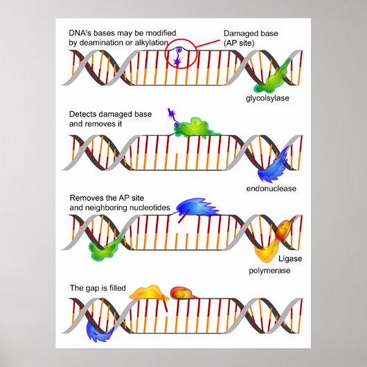 Schema van een eenvoudige DNA-basis-Excisiereparat Poster (Voorkant)
