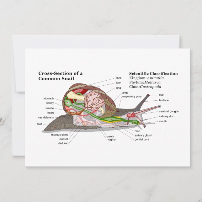 Schema van een gemeenschappelijke tuinslak (Helix  (Voorkant)
