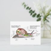 Schema van een gemeenschappelijke tuinslak (Helix Briefkaart (Staand voorkant)