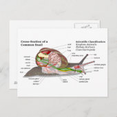 Schema van een gemeenschappelijke tuinslak (Helix Briefkaart (Voorkant / Achterkant)