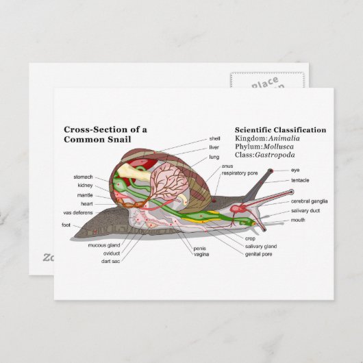 Schema van een gemeenschappelijke tuinslak (Helix Briefkaart (Voorkant / Achterkant)