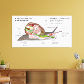 Schema van een gemeenschappelijke tuinslak (Helix  Canvas Afdruk (Insitu (Woonkamer))