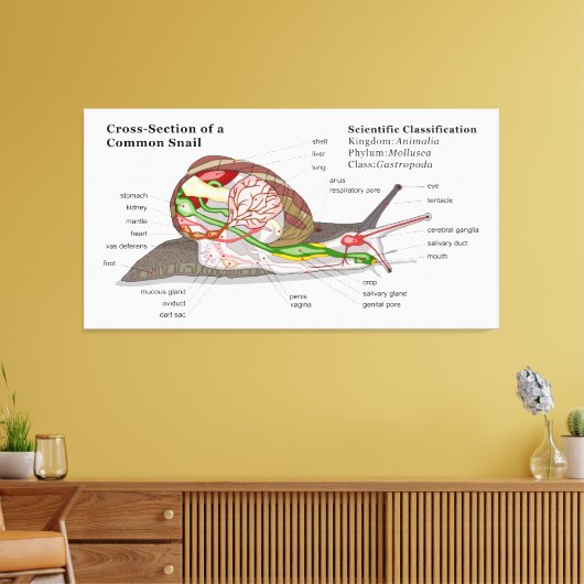 Schema van een gemeenschappelijke tuinslak (Helix Canvas Afdruk (Insitu (Woonkamer))
