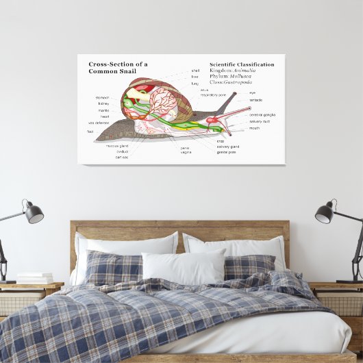 Schema van een gemeenschappelijke tuinslak (Helix  Canvas Afdruk (Insitu (Slaapkamer))