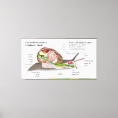 Schema van een gemeenschappelijke tuinslak (Helix  Canvas Afdruk (Voorkant)