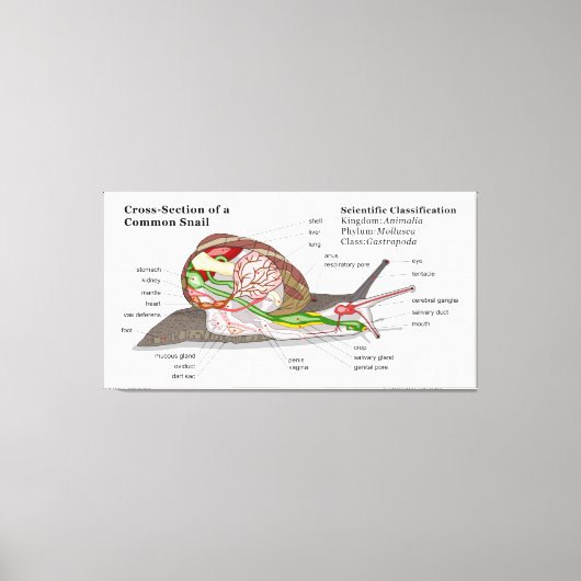 Schema van een gemeenschappelijke tuinslak (Helix  Canvas Afdruk (Voorkant)