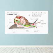 Schema van een gemeenschappelijke tuinslak (Helix  Canvas Afdruk (Insitu (Houten vloer))