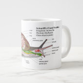 Schema van een gemeenschappelijke tuinslak (Helix Grote Koffiekop (Voorkant rechts)