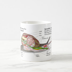 Schema van een gemeenschappelijke tuinslak (Helix  Koffiemok