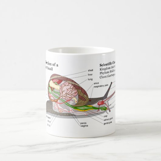 Schema van een gemeenschappelijke tuinslak (Helix  Koffiemok (Center)