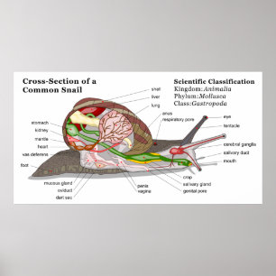 Schema van een gemeenschappelijke tuinslak (Helix  Poster