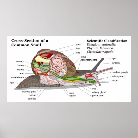 Schema van een gemeenschappelijke tuinslak (Helix  Poster (Voorkant)