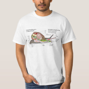 Schema van een gemeenschappelijke tuinslak (Helix  T-shirt