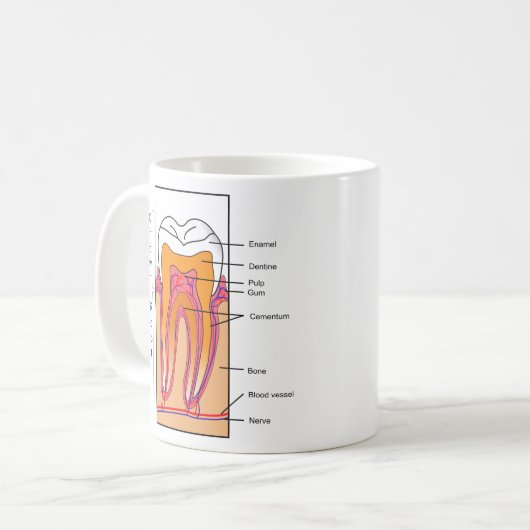 Schema van een menselijke tand koffiemok (Voorkant links)