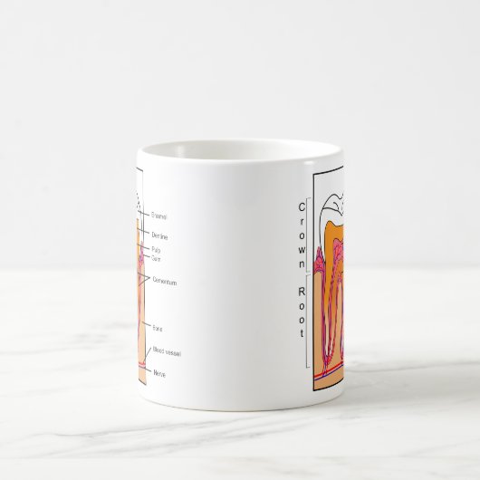 Schema van een menselijke tand koffiemok (Center)