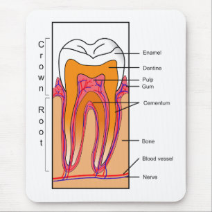 Schema van een menselijke tand muismat