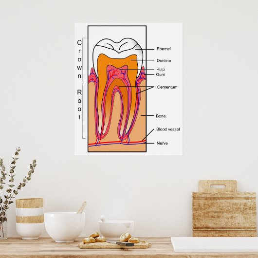 Schema van een menselijke tand poster (Keuken)