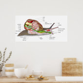 Schema van een slakkegelaar Apersa Mollusk Poster (Keuken)