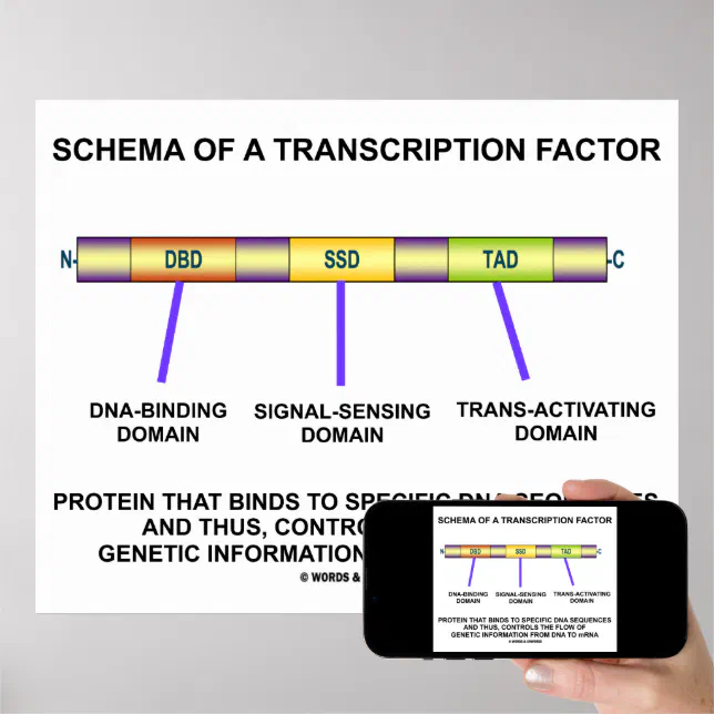 Transcriptiefactor Schema van een transcriptiefactor (eiwit) poster | Zazzle.nl